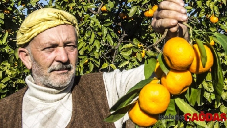 (Özel) 50 yıl önce Balıkesir'de hobi diye başlayan mandalina üretimi dev bir sektör oldu