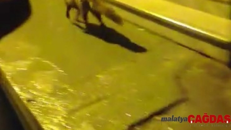 (Özel) Aç kalan tilki Pendik'e indi