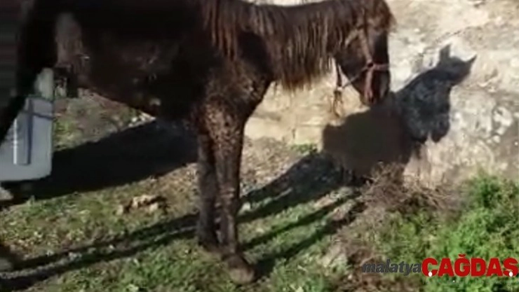 (Özel) Büyükada'da RUAM'lı at paniği