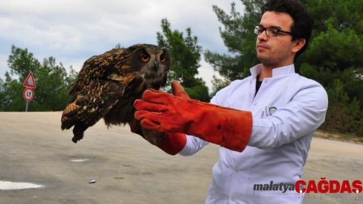(Özel) Tedavisi tamamlanan Avrasya Kartal Baykuş'u doğaya salındı