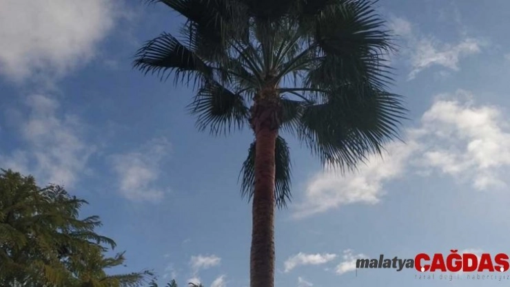 Palmiye ağacında mahsur kalan kedi kurtarıldı