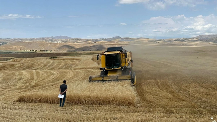 Palu'da hububat hasadı başladı