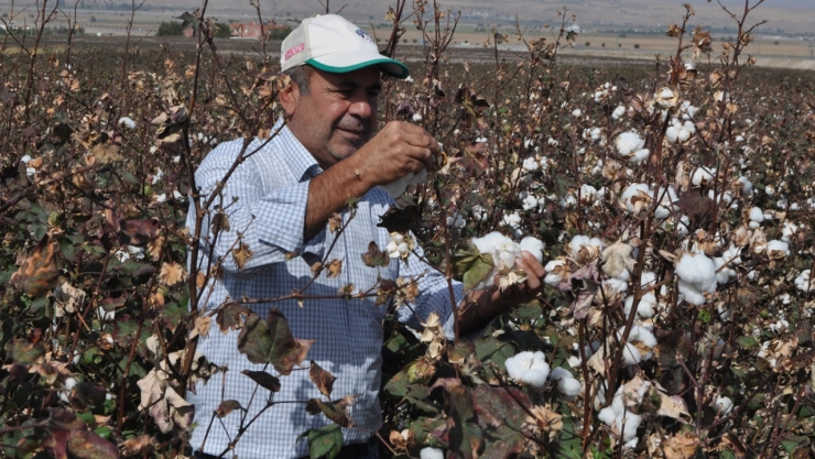 Pamuk kalitesi iyi ama fiyat düşük