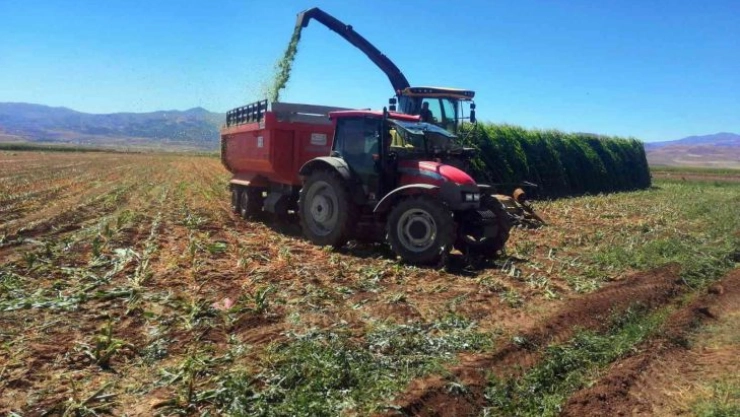Pasinler'de silajlık mısır hasadı başladı