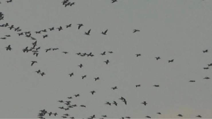 Pelikanlar ve turnaların gökyüzündeki dansı görsel şölen oluşturdu