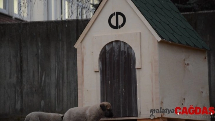 Rektör Çomaklı, köpek ve yavrularını yuvasız bırakmadı