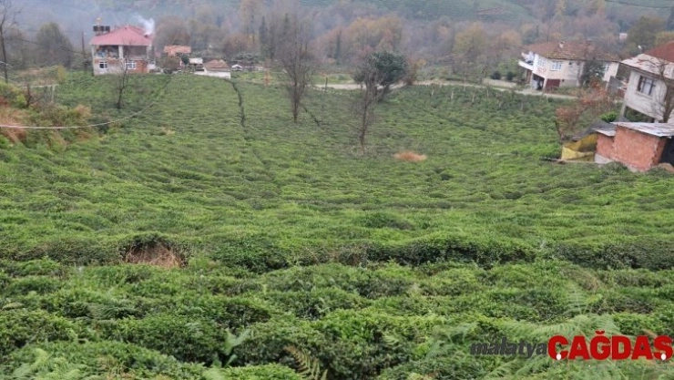 Rize Ziraat Odası Yerli Fidan Yetiştirecek