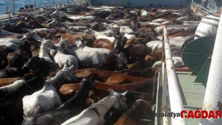 Ruam hastalığına geçen yıl adalara sevk edilen atların neden olduğu iddia edildi