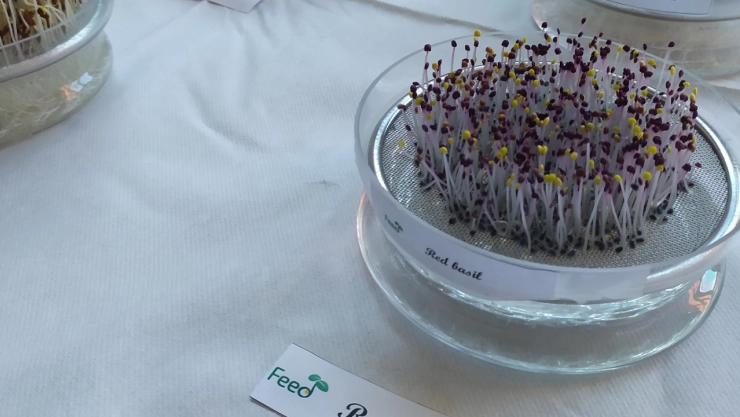 Sağlıklı gıdalar için filizlerden güç alınıyor