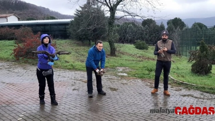 Şahinler hürriyete kanat açtı