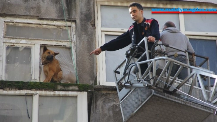 Sahipleri operasyonla gözaltına alındı, evde kalan köpekleri itfaiye kurtardı