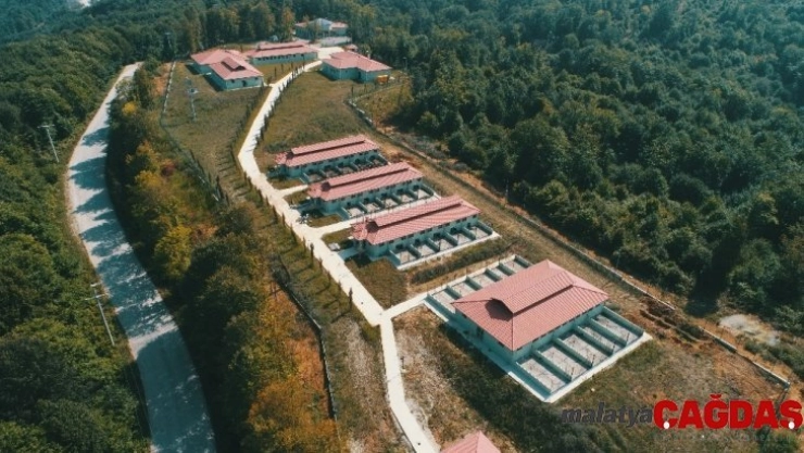 Sahipsiz hayvanlar için yeni çalışma yolda