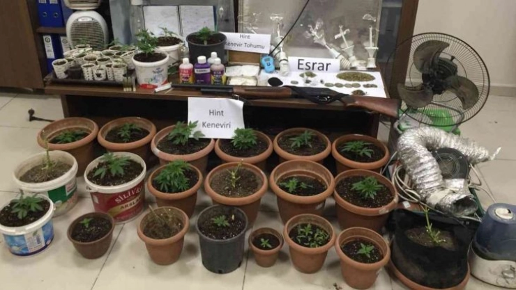 Saksıdaki kenevirler büyümeden ele geçirildi
