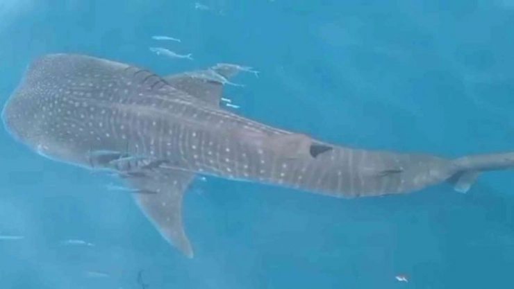 Samandağ açıklarında köpek balığı şoku