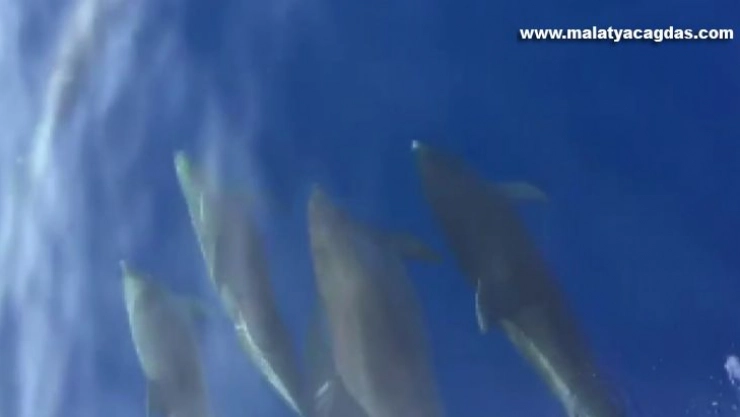 Samandağ açıklarında yunuslardan görsel şölen