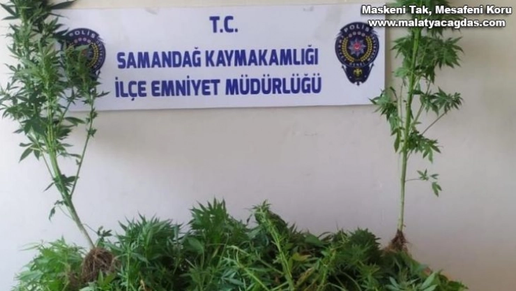Samandağ'da kenevir operasyonu