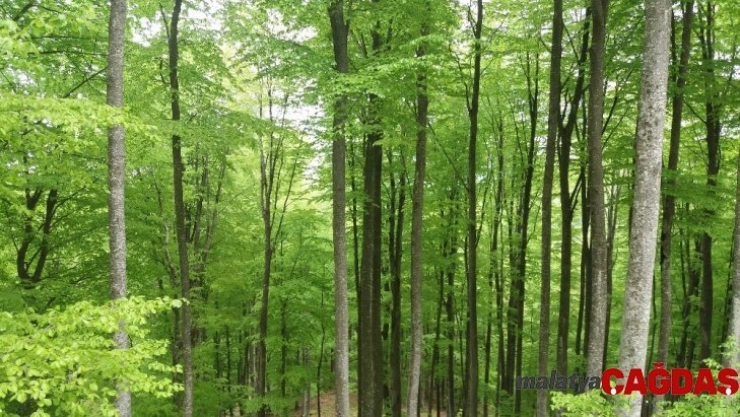 Samsun'da 55 bin 555 fidan toprakla buluşacak