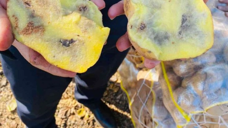 Şanlıurfa'da 20 ton çürümüş patatese el konuldu