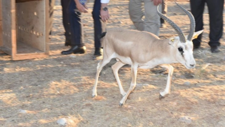 Şanlıurfa'da 30 ceylan daha doğaya salındı
