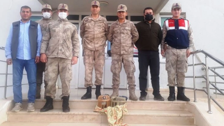 Şanlıurfa'da avcıların ellerinden alınan keklikler doğaya salındı