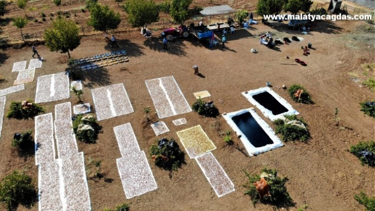 Şanlıurfa'da bağ bozumu zamanı