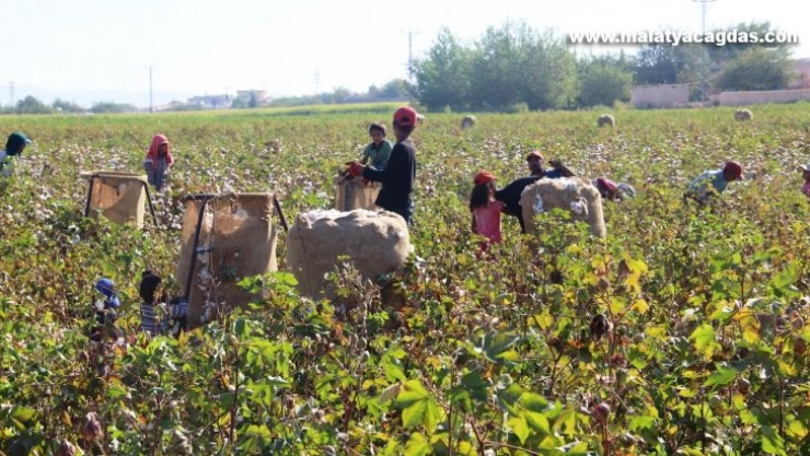 Şanlıurfa'da beyaz altın hasadı başladı