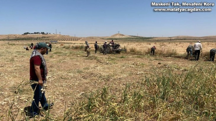 Şanlıurfa'da doğal antibiyotik hasadı başladı