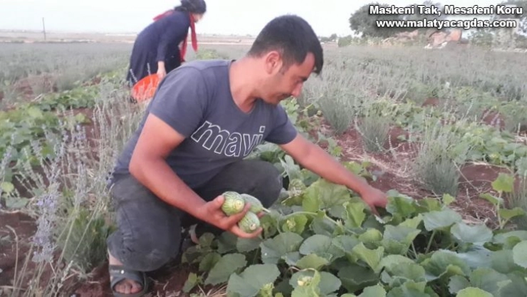 Şanlıurfa'da şelengo hasadı başladı
