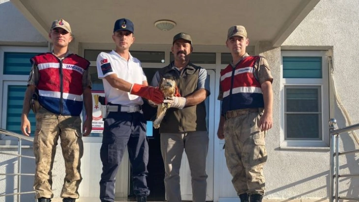 Şanlıurfa'da yaralı bulunan kızıl şahin tedavi altına alındı
