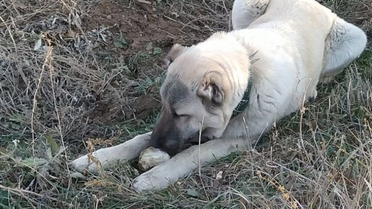 Şeker bağımlısı köpek dikkat çekiyor