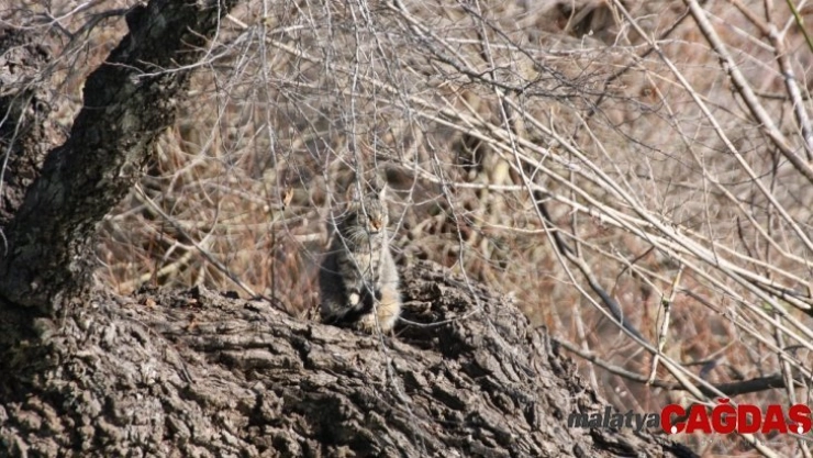 Şelaledeki su seviyesi yükselince iki kedi ağaçta mahsur kaldı