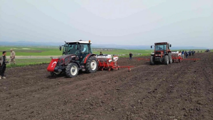 Selim Ovası ayçiçeği ile buluştu