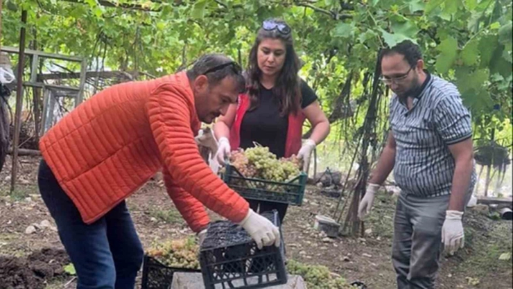 Seydikemer'de bazı üzümlerde yasaklı aktif madde tespit edildi