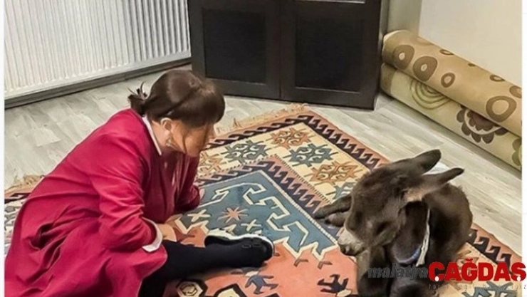 Sezen Aksu sahiplendiği sıpaya, yalısının kapılarını açtı