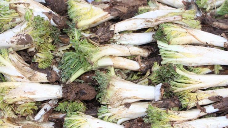 Şifa deposu kenger tezgahlardaki yerini aldı