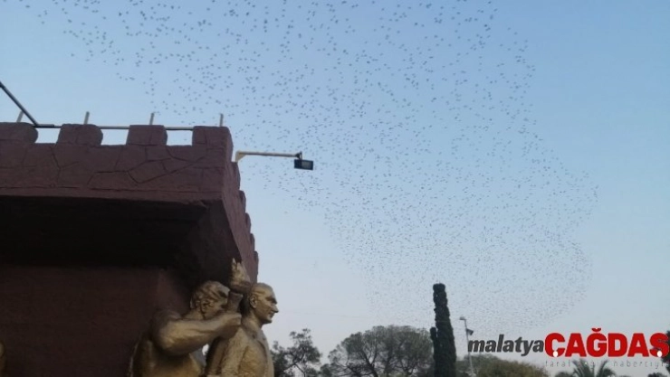 Sığırcık kuşlarından etkileyici gökyüzü dansı