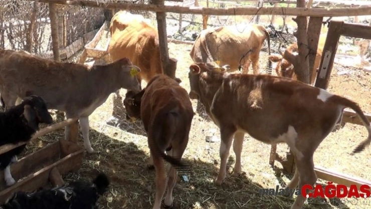 Siirt'te yüzde 40 hibeli düve alımı destek başvuruları başladı