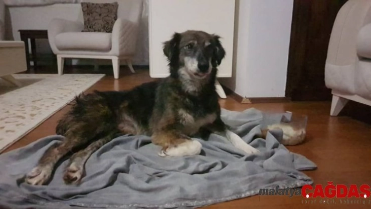 Silivri'de kurşunlanan ve felç kalan köpekle ilgili sevindirici gelişme