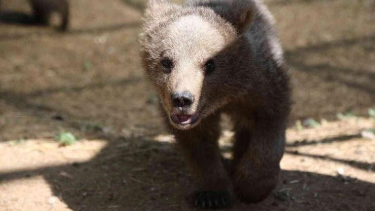Sinop ve Van'dan getirilen iki yavru ayı, hayvanat bahçesine renk kattı