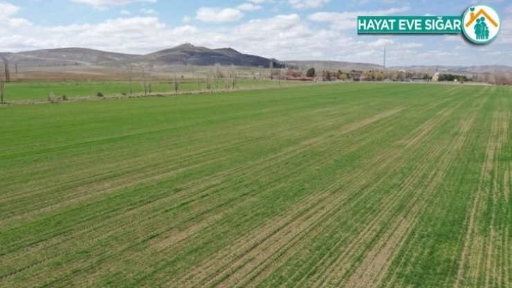 Sivas'a özgü, çiftçiye ücretsiz dağıtılacak