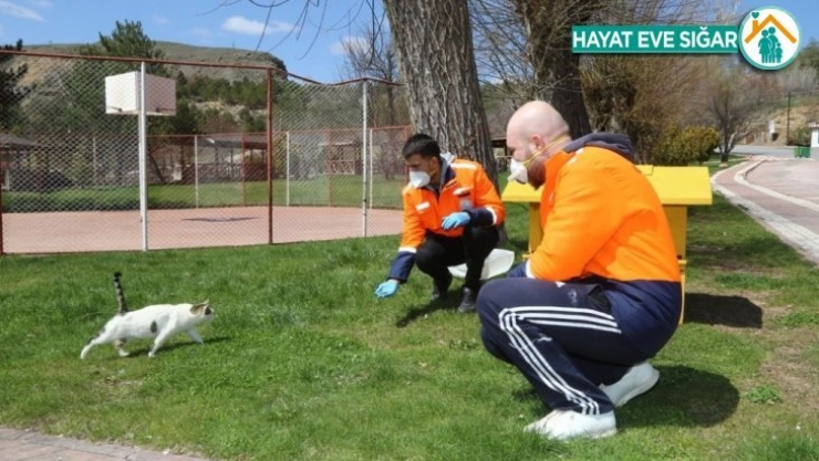 Sivas Belediyesi sokak hayvanlarını unutmadı