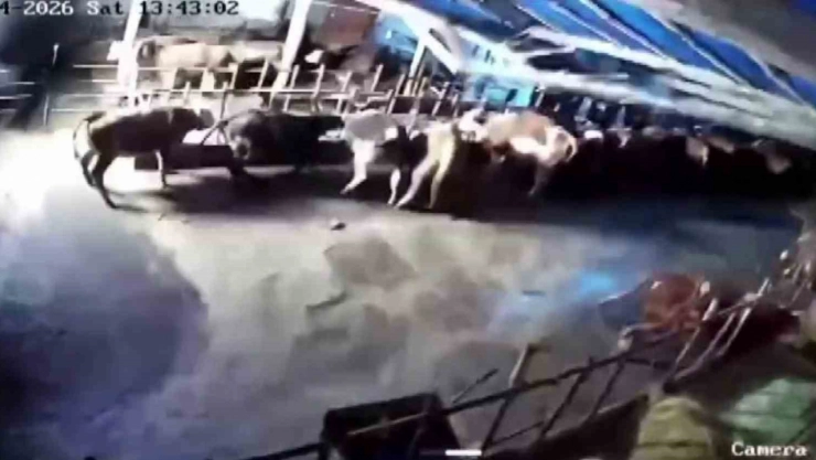 Sivas'ta Kar Felaketi: Ahır Çöktü, Hayvanlar Enkaz Altında Kaldı