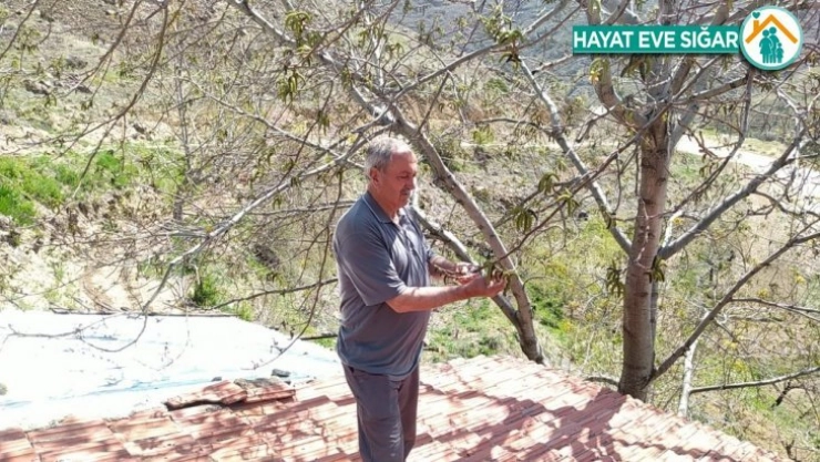 Soğuk hava kayısıdan sonra ceviz ağaçlarını da etkiledi