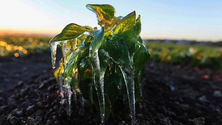 Soğuk hava ve zirai don uyarısı