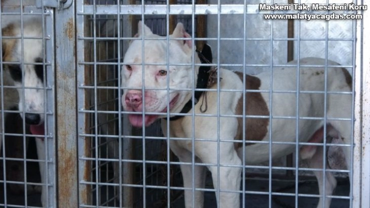 Sokağa çıkabilmek için yanlış köpeği seçti, 10 bin lira cezadan kaçamadı