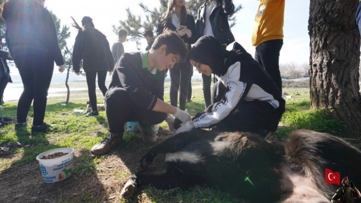 'Sokak hayvanları beslenme noktalarında beslenmeli'