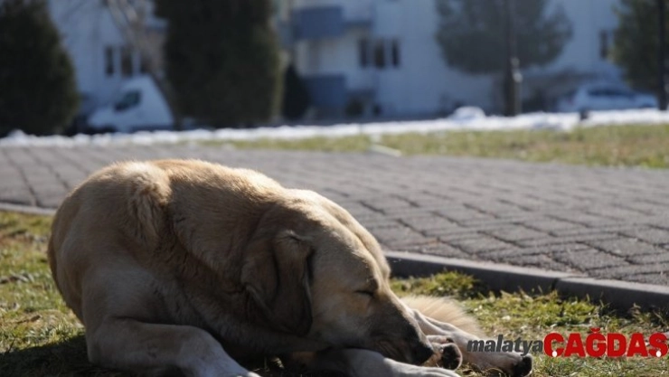 Sokak hayvanları da güneşli havanın tadını çıkardı