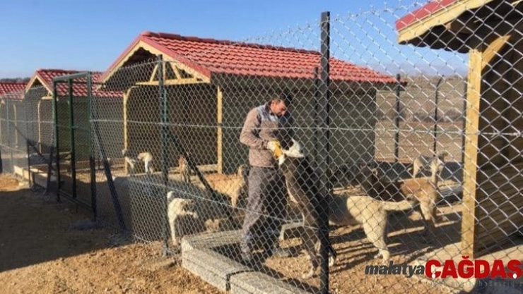 Sokak hayvanları için geçici barınak yapıldı