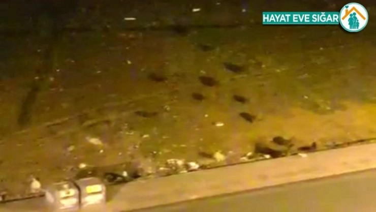 Sokakları boş bulan domuz sürüsü kent merkezine indi