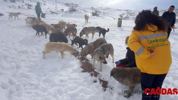 Sokaktaki canlılara mama desteği
